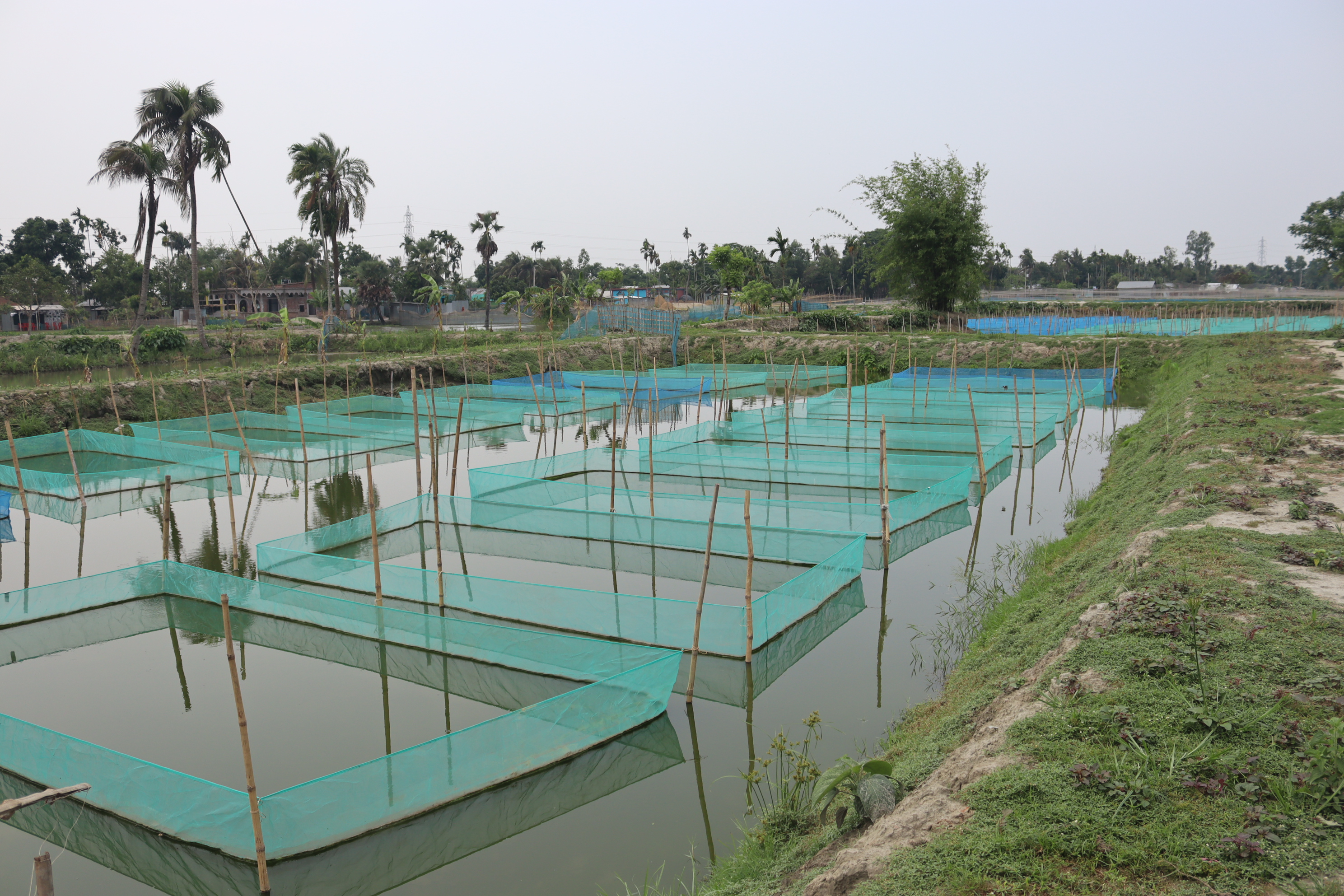 টাইগার মনোসেক্স তেলাপিয়া মাছের পোনার দাম
