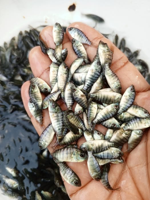 প্রিমিয়াম তেলাপিয়া পোনা