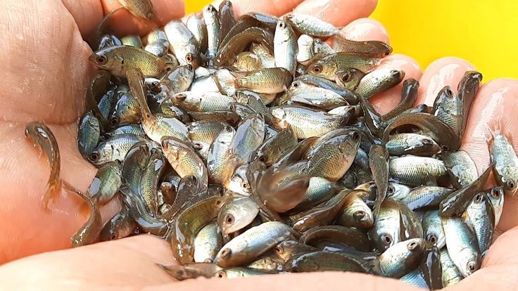 ভিয়েতনামী কৈ